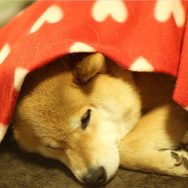 九游娱乐app下载-2026世界杯之夜,范弗利特的关键节点,连珠炮火定乾坤